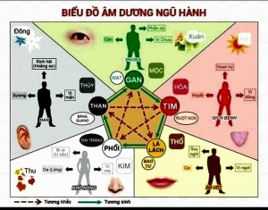 Biểu đồ âm dương ngũ hành