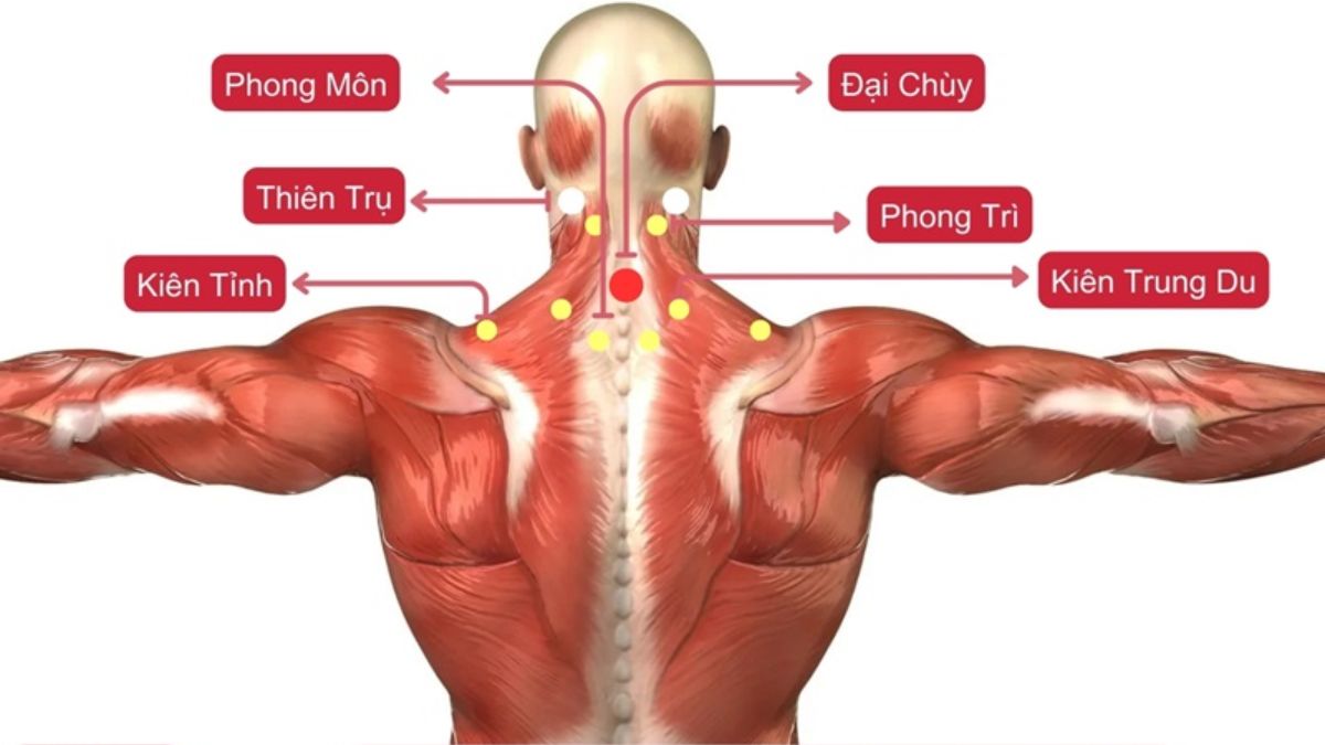 Vị trí các huyệt vùng vai gáy